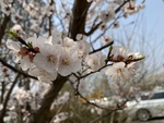 杏花