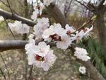 杏花