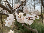 杏花