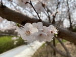 杏花