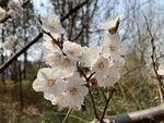 杏花