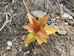 金焰绣线菊
