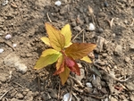 金焰绣线菊
