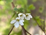 珍珠绣线菊
