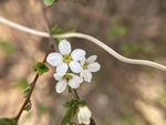 珍珠绣线菊