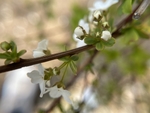 珍珠绣线菊