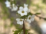 珍珠绣线菊