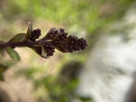 丁香花