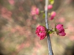 榆叶梅