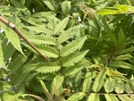 珍珠梅