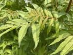 珍珠梅