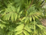 珍珠梅