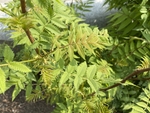 珍珠梅