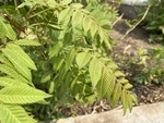 珍珠梅