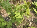珍珠梅