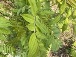 珍珠梅