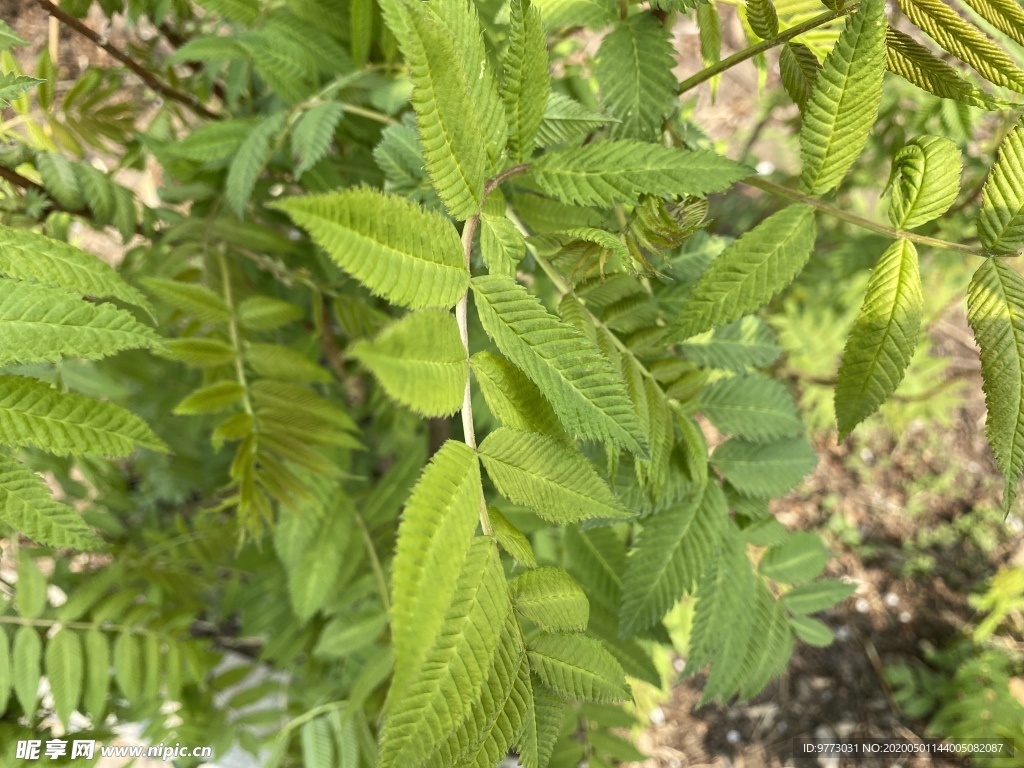 珍珠梅