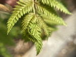 珍珠梅