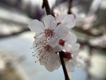 杏花