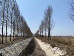 杨树