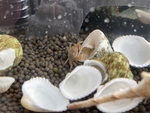 小贝壳
