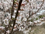 杏花