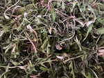 山野菜
