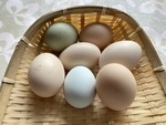 鸡蛋