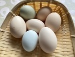鸡蛋