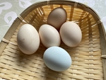 鸡蛋
