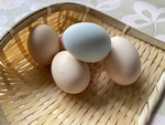 鸡蛋