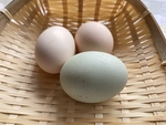 鸡蛋