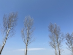 杨树