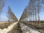 杨树
