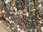 山杏