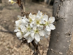 杏花