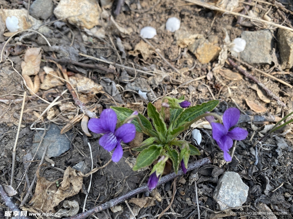 紫花地丁