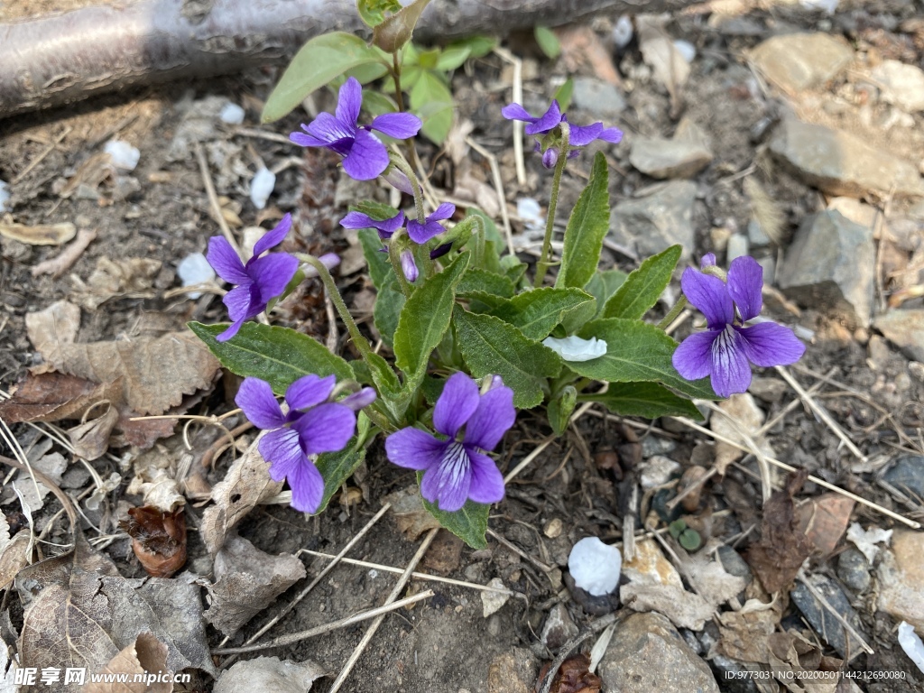 紫花地丁