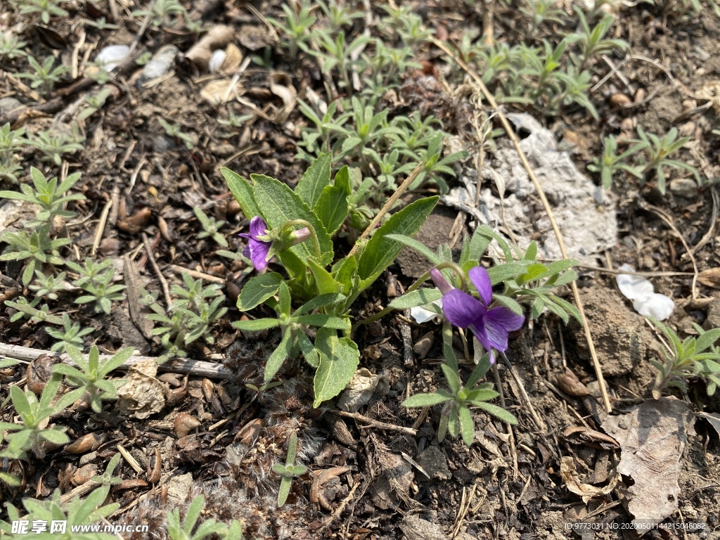 紫花地丁