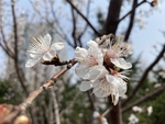 杏花