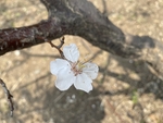 杏花