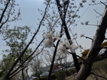 杏花