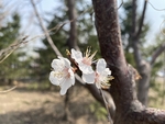 杏花
