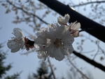 杏花