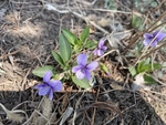 紫花地丁