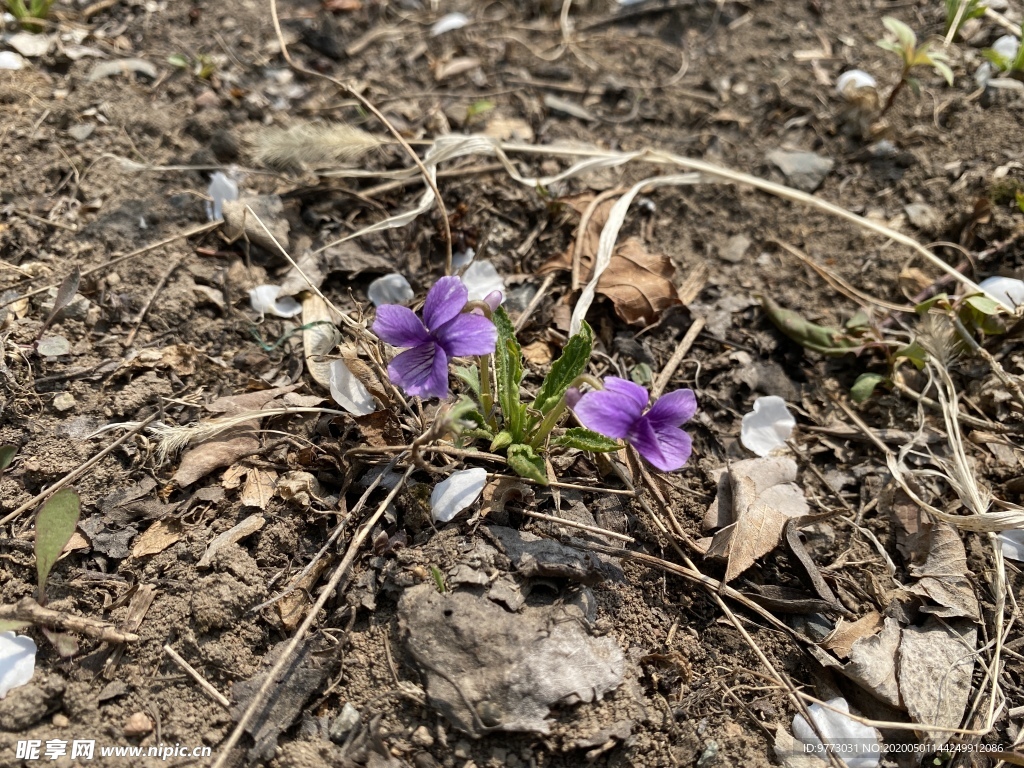 紫花地丁