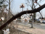 杏花