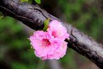 花卉