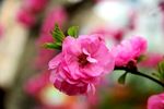 花卉