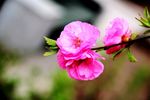 花卉